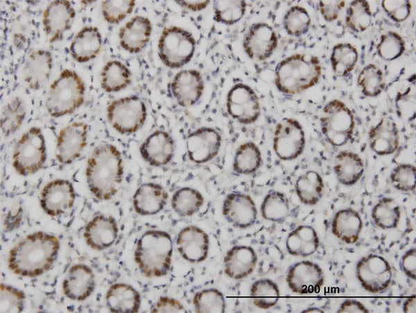 Monoclonal Mouse anti-Human TFAP4 / AP-4 Antibody (clone 8G6, IHC, WB)
