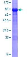 Human WWTR1 / TAZ Protein (Recombinant GST)