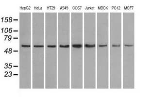 PPP5C Antibody (clone OTI5A8)