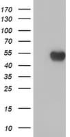 APMAP / C20orf3 Antibody (clone OTI1D7)