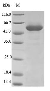 Arabidopsis thaliana UGT71C1 Protein (Recombinant 10His, N-terminus)
