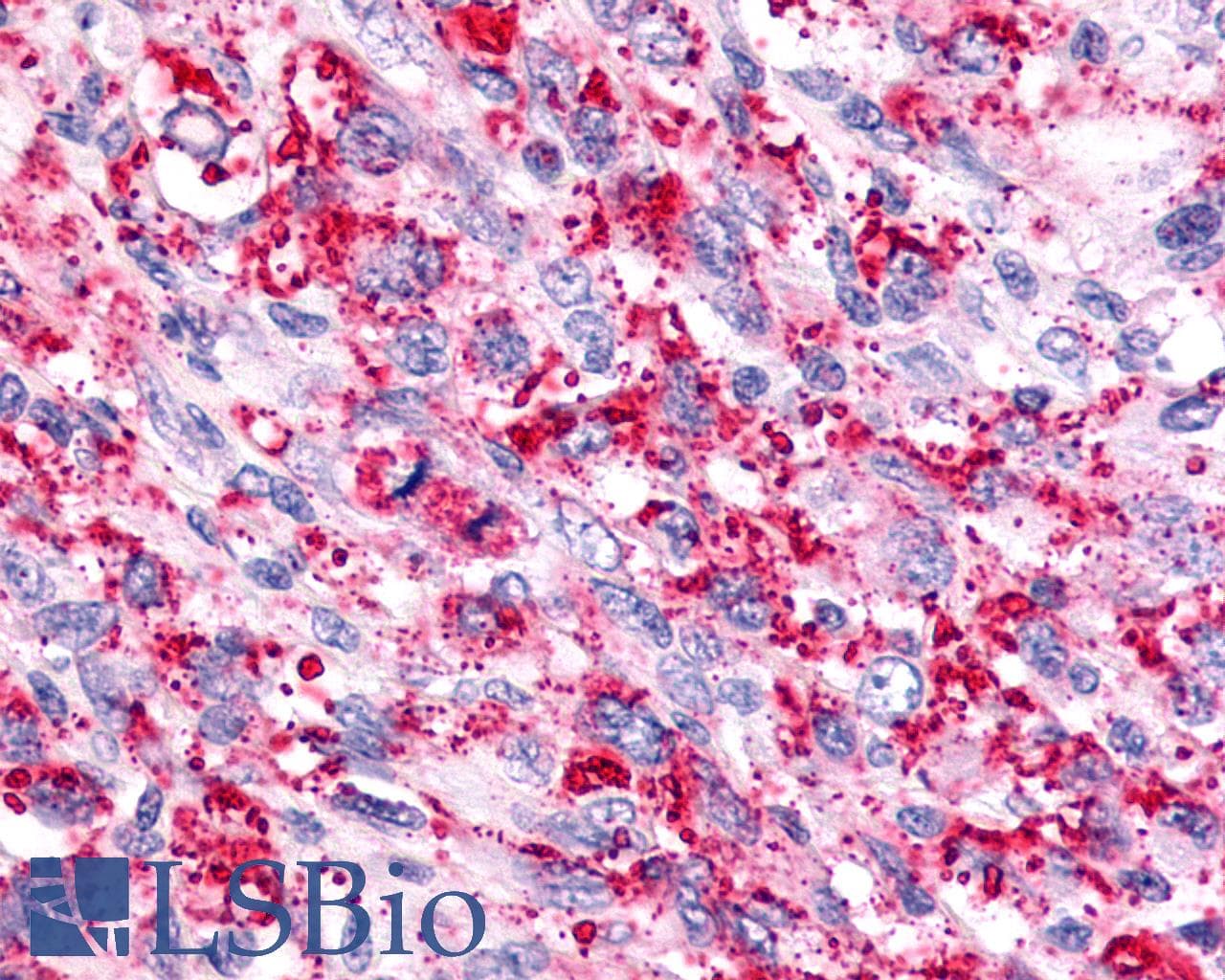 PathPlus™ Polyclonal Rabbit anti-Human TAAR6 Antibody (C-Terminus, IHC)