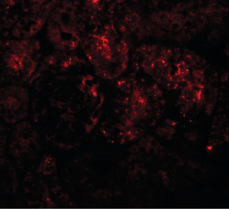 IHC-plus™ PIAS1 Antibody