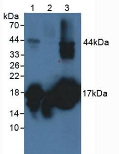 MB / Myoglobin Antibody (aa1-154)