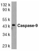 CASP9 / Caspase 9 Antibody