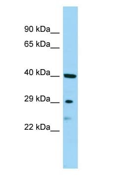 SBSN Antibody (aa101-150)