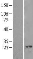ROPN1L Protein (Over-Expression Lysate Myc-DDK (Flag))