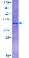 Human NAF-1 / CISD2 Protein (Recombinant GST)