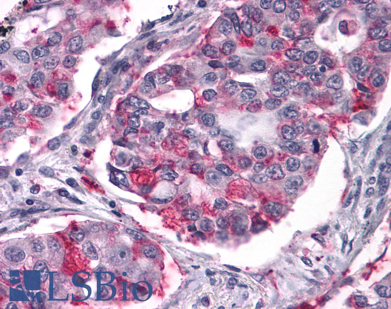 IHC-plus™ NPY2R Antibody (C-Terminus)