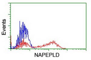 Monoclonal Mouse anti-Human NAPE-PLD Antibody (clone OTI5F3, IHC, WB)