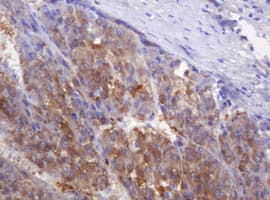 DDT / Dopamine Tautomerase Antibody (clone OTI3A1)
