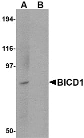 BICD1 Antibody