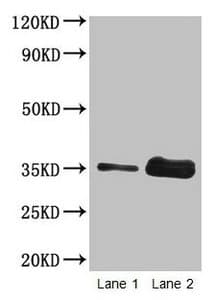 Polyclonal Rabbit anti-Wheat Gliadin Antibody (WB)