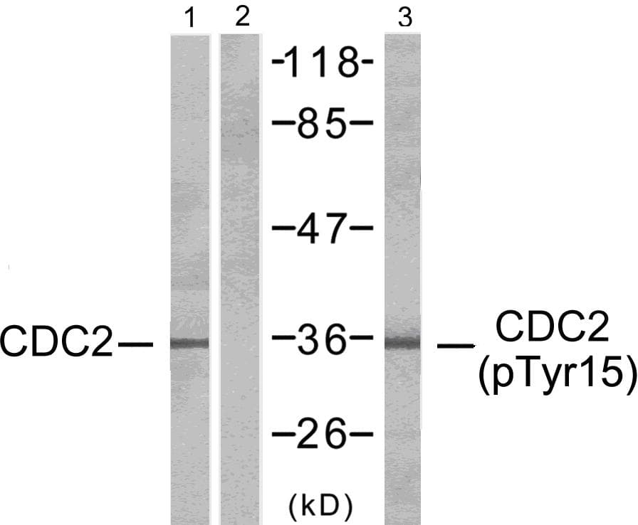 CDK1 / CDC2 Antibody (p15)