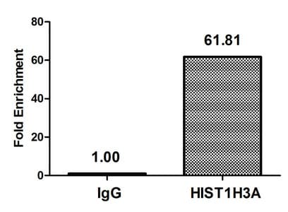 Polyclonal Rabbit anti-Human HIST1H3A Antibody (IHC, IF, WB)