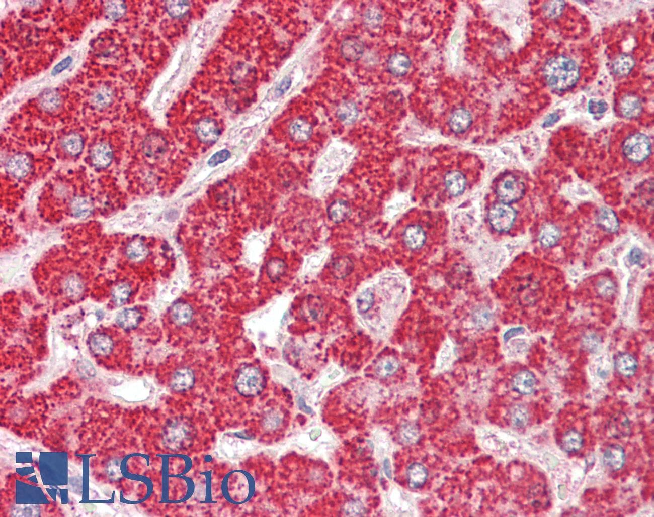 IHC-plus™ ETFB Antibody (aa231-243)