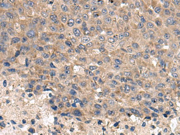 CD59 Antibody