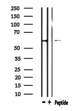 WEE1B / WEE2 Antibody