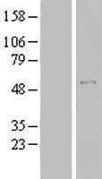 TBC1D19 Protein (Over-Expression Lysate Myc-DDK (Flag))