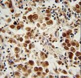 SOHLH1 Antibody (aa40-68)