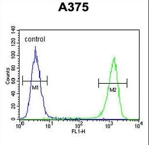 FAM96B Antibody (aa16-45)