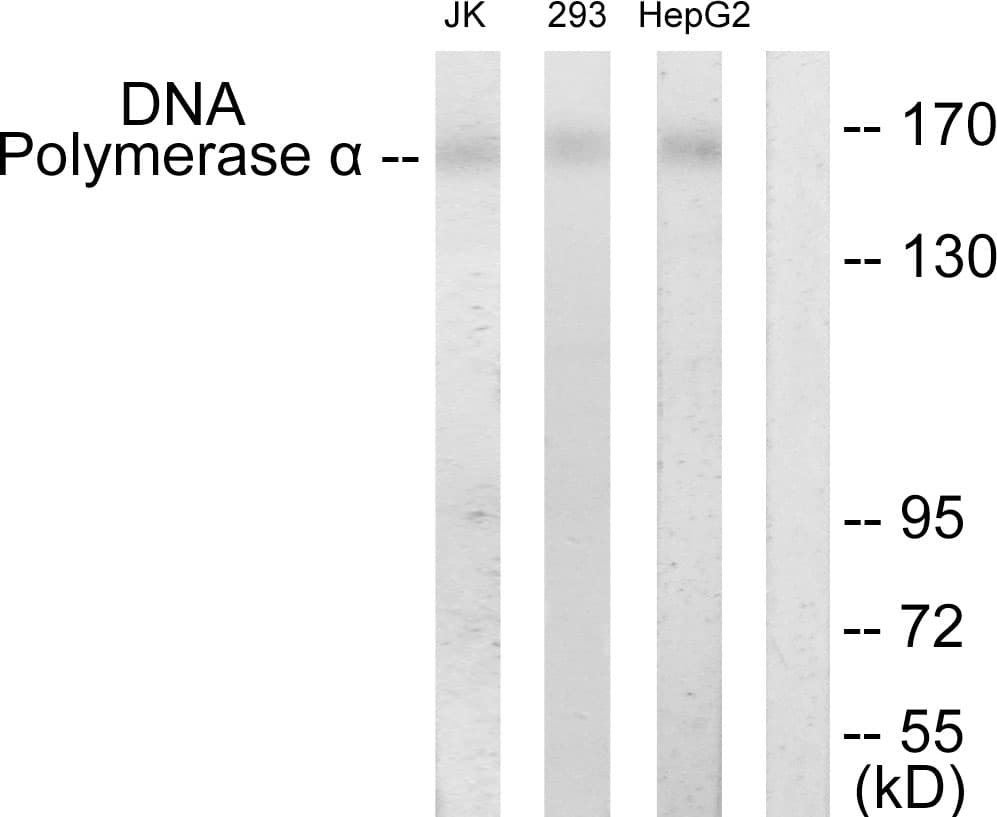 POLA1 / DNA Polymerase Alpha 1 Antibody (aa81-130)