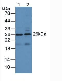 APOA1 / Apolipoprotein A 1 Antibody (aa25-265)