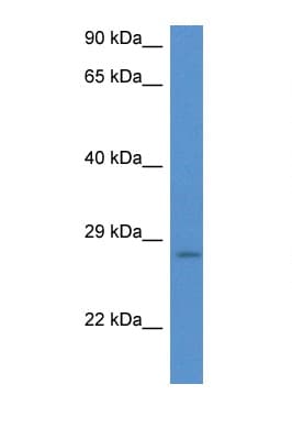 EIF6 Antibody (N-Terminus, Biotin)
