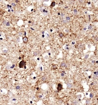 SERF1A / SERF1 Antibody