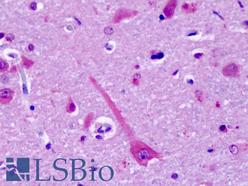 IHC-plus™ GPR75 Antibody (C-Terminus)
