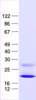 Human IFNA6 / Interferon Alpha 6 Protein (Recombinant His, N-Terminal)