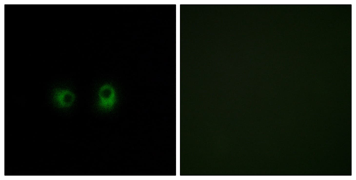 Polyclonal Rabbit anti-Human OR2AK2 Antibody (aa241-290, IF)