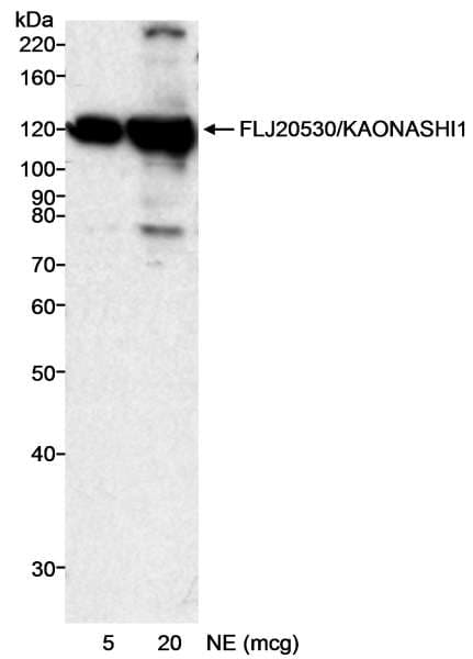 INTS8 Antibody (aa200-250)