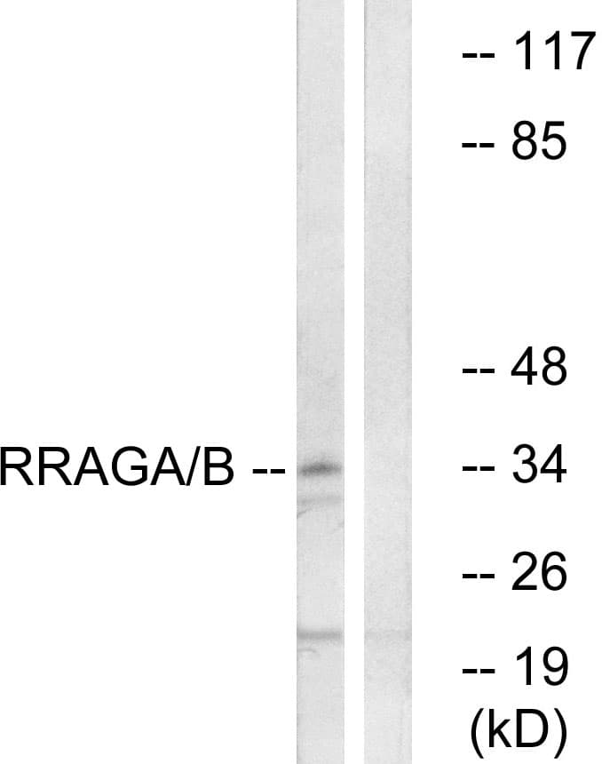 RRAGA+B Antibody (C-Terminus)
