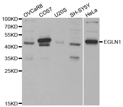 EGLN1 / PHD2 Antibody