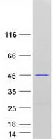 Human LANCL1 Protein (Recombinant Myc-DDK (Flag))