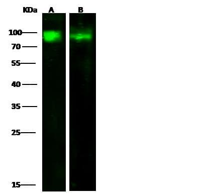 ADGRE5 / CD97 Antibody (Preservative Free)