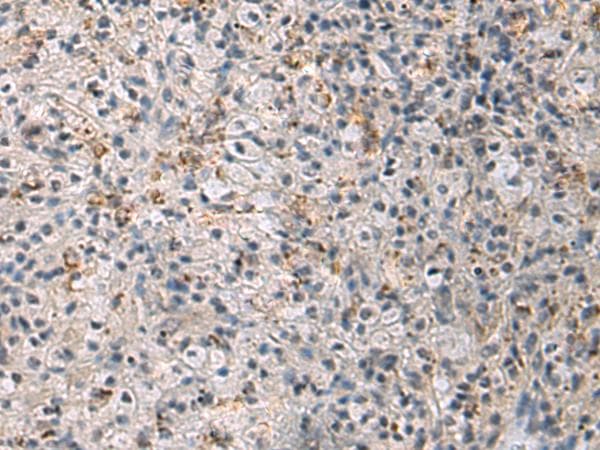 IRS4 Antibody