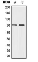 TP73 / p73 Antibody (phospho-Tyr99)