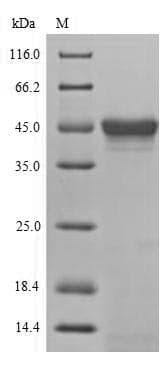 Drosophila melanogaster MAPK8 / JNK1 Protein (Recombinant 6His, N-terminus)