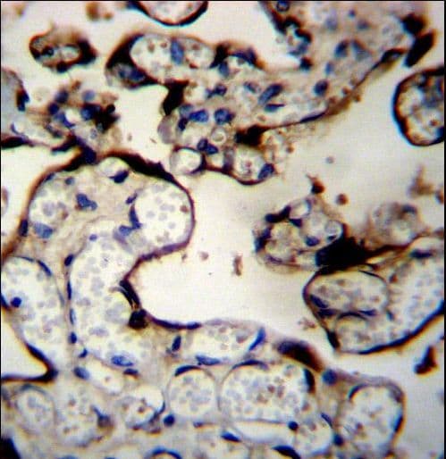 Polyclonal Rabbit anti-Human DNAJB11 Antibody (aa63-92, IHC, WB)