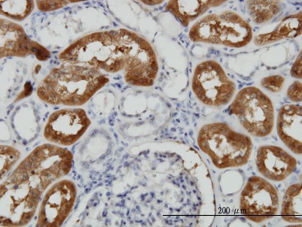 FTCD / 58K Golgi Protein Antibody (clone 3A4)
