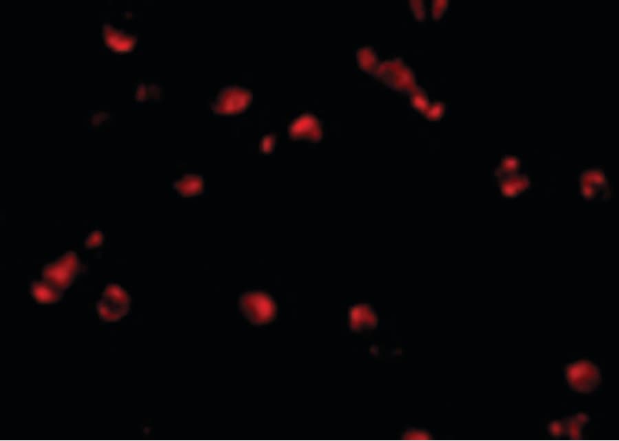 IHC-plus™ PDCD5 Antibody