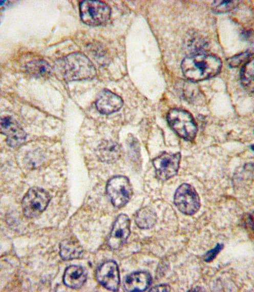 CD14 Antibody (aa54-83)