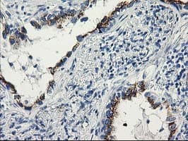 KIAA0153 / TTLL12 Antibody (clone OTI3H6)