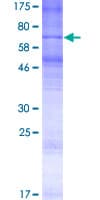 Human OR6K6 Protein (Recombinant GST)