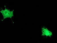 POLR2E Antibody (clone OTI3C5, Carrier-free)
