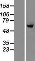 BTBD10 / GMRP-1 Protein (Over-Expression Lysate Myc-DDK (Flag))