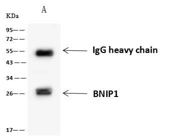 BNIP1 Antibody