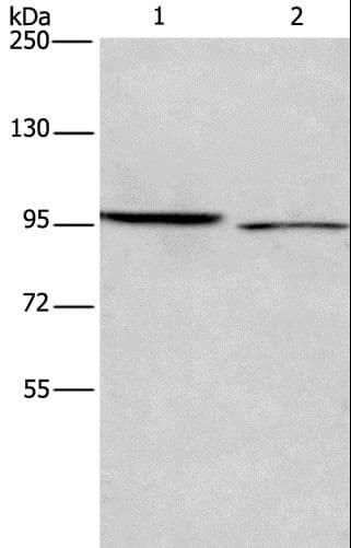 Polyclonal Rabbit anti-Human ICAM5 / ICAM-5 Antibody (IHC, WB)